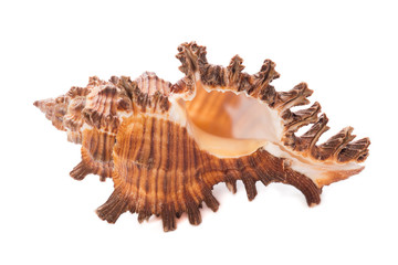 Sea shell on white background