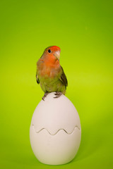 Obraz premium oiseau inséparable sur un oeuf