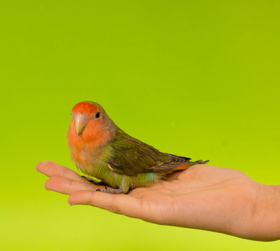 Fototapeta oiseau inséparable apprivoisé dans un main