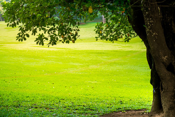 Obraz premium Green city park with trees.
