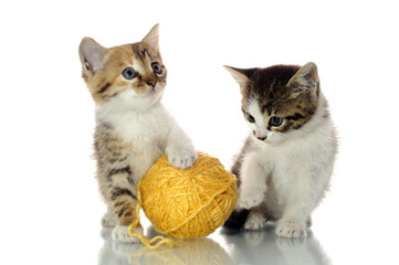 Cute kittens