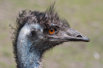 Detailed portrait of an emu