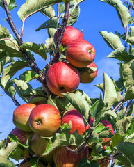 ripe apples at the tree