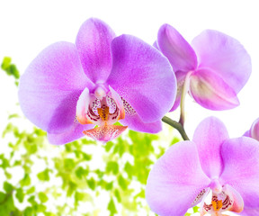 Naklejka na ściany i meble kwitnienie liliowy orchidea z liści paproci, samodzielnie na białym bac