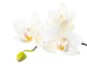 Fototapeta na wymiar blooming white orchid is isolated on white background
