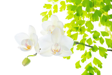 blooming white orchid with leaves fern,  isolated on white  back