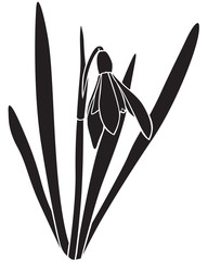 Silhouette snowdrops flower