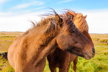 Obraz premium Icelandic horses