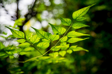 Light on green leave in the forest