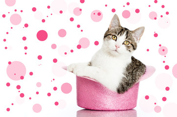 Partykatze