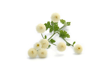 camomille