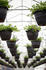 Nursery Hanging Flowers Pots