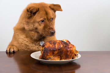 Dog with chicken rotisserie