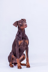 Brauner Dobermann