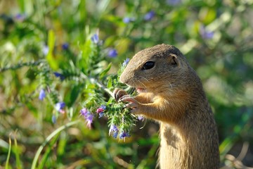 European ground squirrel in the flowers