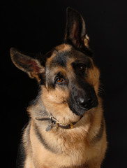 german shepherd
