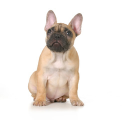 Obraz premium bad dog