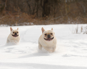 two dogs running in the snow