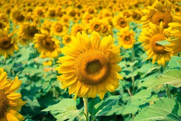 Fototapeta na wymiar Sunflowers