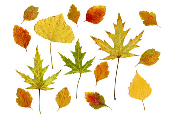 autumn leaves on white background