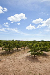 Orange orchard, Valencia Spain
