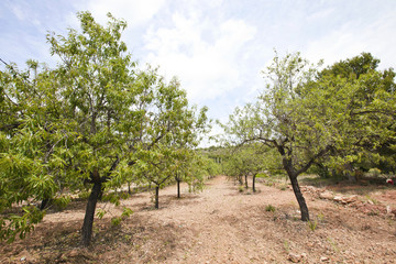 Fototapeta na wymiar Rows of almond trees in almond grove, Valencia Region, Spain