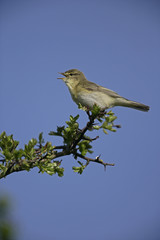 Willow warbler, Phylloscopus trochilus