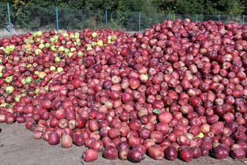 Red apples