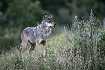 Obraz premium Grey wolf, Canis lupus