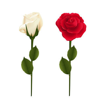 red and white roses isolated on white background