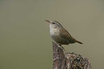 Wren, Troglodytes troglodytes