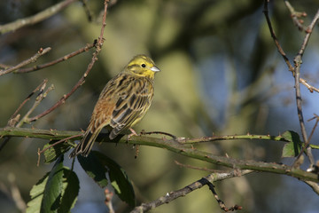 Yellowhammer, Emberiza citrinella
