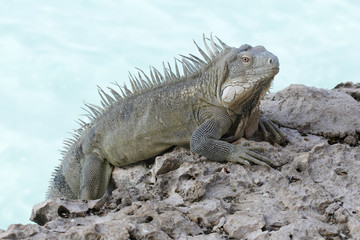 Iguana Perched on a Rocky Sea Wall - Bonaire