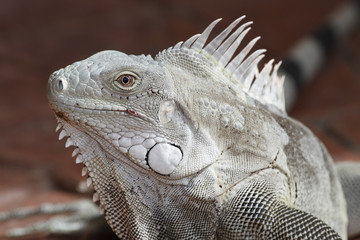 Fototapeta premium Iguana Portrait - Bonaire