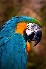 Wild talking Blue Macaw Portrait Bird