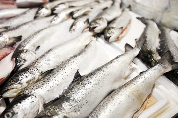 Close-up of freshly caught fishes in market