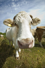 Close-up of cow in pasture against blue sky