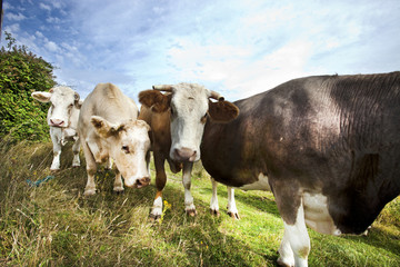 Close-up of cows in pasture against blue sky
