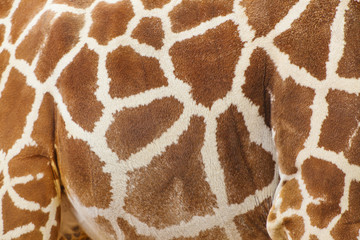 textured skin of giraffe