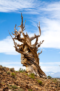 Great Basin Bristlecone Pine