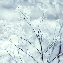 winter background