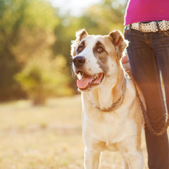 Women and central Asian shepherd walk in the park. He keeps the