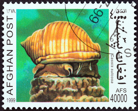 Cassis sulcosa snail (Afghanistan 1999)