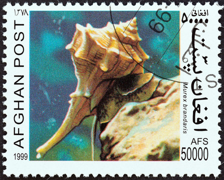 Murex brandaris snail (Afghanistan 1999)
