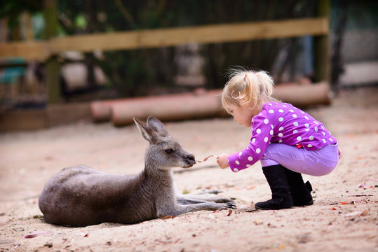 young girl and kangaroo in the zoo