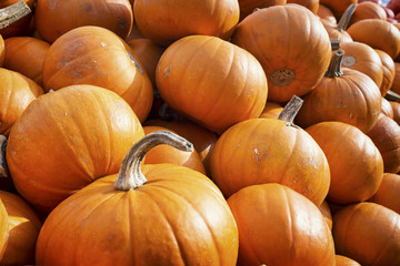 pumpkins