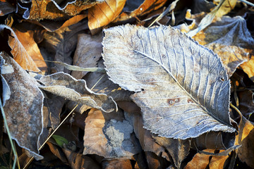 winter leaf