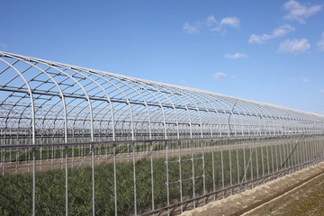 Fototapeta premium ビニールハウス