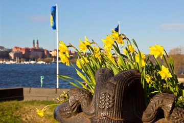 Yellow narcissus in flowerbed