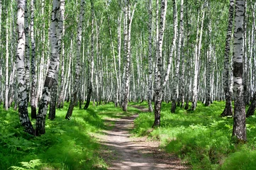 Foto op Plexiglas zomerlandschap met het bos en de zon © yanikap